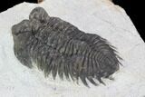 Bargain, Coltraneia Trilobite Fossil - Huge Faceted Eyes #92125-3